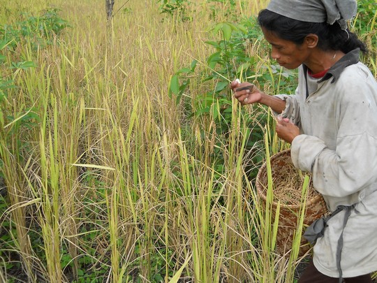 When Dayak Taman people harvest rice, local tradition prescribes that they do so stalk-by-stalk, to honour the rice spirits / Johan Weintré Environmental challenges facing Indonesia’s villages